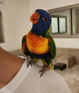 للبيع طير اللوري