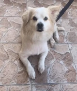 للبيع كلب ذكر