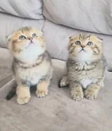 كيتن سكوتش فولد