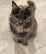 قطة ماين كون