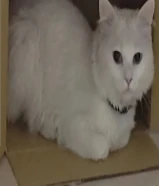 قط جميل جدا نضيف ذكر