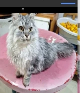 4 قطط كيوت للتبني