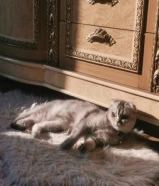 قطة بريتش سكوتش فولد للزواج