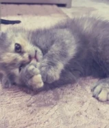 50 دينارMale cat 2months old