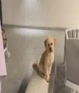 Miniature poddle تبني بودل