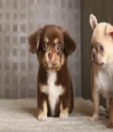 Your Loanكلاب صغيرة للبيع (مالتيبو و تشيواوا روسي long hair )