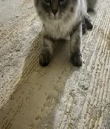 للبيع قط مكس هملايا