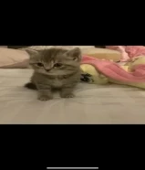 قطة بيبي كيوت