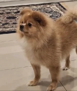 كلاب بوميرينيان