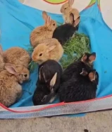 للبيع ارانب