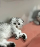 قطاوة سكوتش فولد للبيع