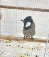 للبيع بلبل نثيه ربوه قفص البيع على السوم و توصل واتساب