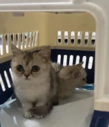 للتبني كتن بحاله خاصه