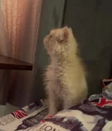 قط العمر شهرين النوع شيرازي القط بحالة ممتازة ولعوب وجميع مستلزماته معاه للبيع فقط