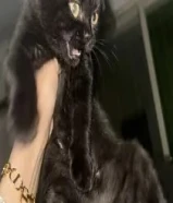 قط اسود عمره 3 شهور