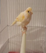 انثى كناري إيراني شرط منتجه سعره 10د.ك