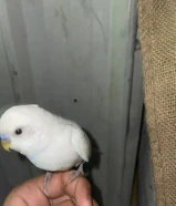 محتاج ذكر بادجى جاهز للتزاوج