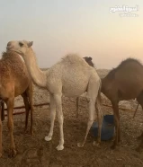 قعدان سمان للبيع ماشاءالله التواصل واتساب