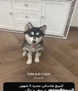 كلب هاسكي للبيع