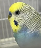 للبيع زوج بادجي صحتهم ممتازه ماشاءالله