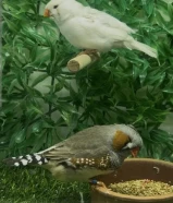 طفرات ازواج لوفبيرد منتجه انتاج البحرين نوادر الكويت