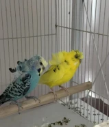 للبيع أربع أزواج هوقو