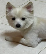 كلاب جابنيز سبتز للتبني مرحة و ودودة