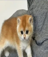 مطلوب تبني قط سكوتش ستريت تبني عمر 5-8