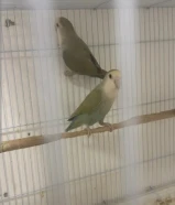 زوج روز تحته بيض