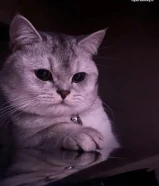 قط للبيع ( مكس بين البرتش والسكيتش