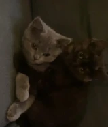 3 قطط للبيع مع اغراضهم كامله وتطعيماتهم