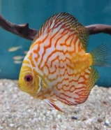 discuss fish for sale