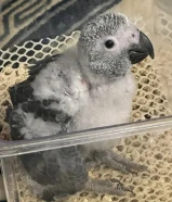 للبيع فرخ كاسكو