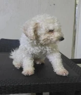 للتبني بودل ذكر وانثى اللون اوف وايت وابيض