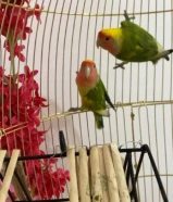 للبيع ثلاث طيور روز الوان نادره وكناري