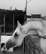 مطلوب اسطبل للأجار في كبد