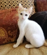 قط ذكر للتبنى