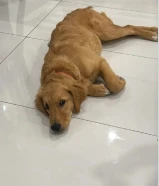 كلب ريتريقو