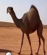 حلاقة وغسيل ابل ونشتري ابل وحشوة