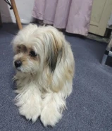 This puppy knows how to bathe and knows how to go to the bathroom when he needs to.