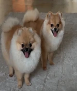 Pomeranians
