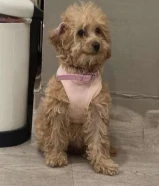 للبيع كلب بودل العمر 3 اشهر نثيه