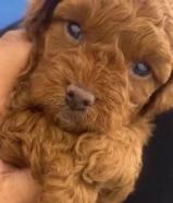 توي بودل لون نادر