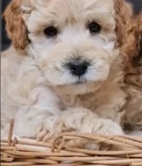 للبيع توي بودل ذكر