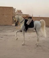 خيل للبيع مصري