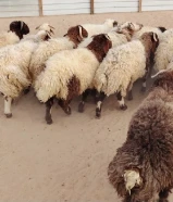 للبيع طليان نعيم سوري طيبه جميع الأعمار شي فاخر من الاخر أوزان تقيله طلي مربوط بري ناهي حي او مذبوح