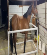 للبيع احصان فرنسي