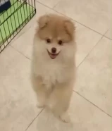 للبيع البنت وابوها