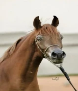 فرس مصريه بيور دم فااااخر لاقح للبيع منتجه بسعر جدا مغري وجميله تبارك الله