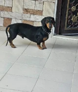 للبيع كلب داشهند التواصل وتساب فقط